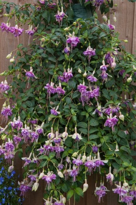 fuchsia 'Dawn Star'