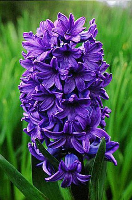 Hyacinth 'Blue Jacket'