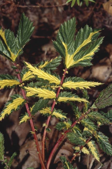 variegated meadowsweet