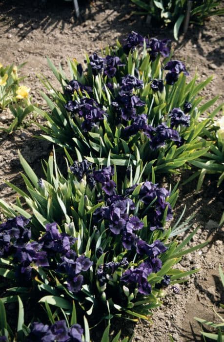 iris 'Michael Paul'