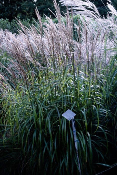 eulalia 'Ghana'