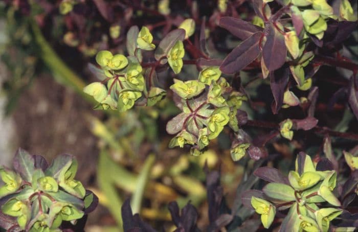 wood spurge 'Purpurea'