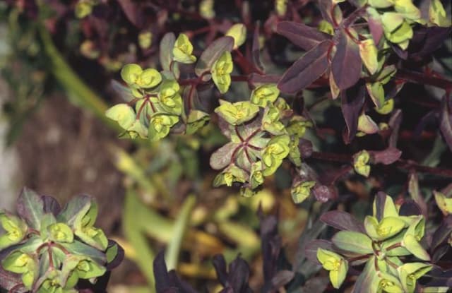 Wood spurge 'Purpurea'