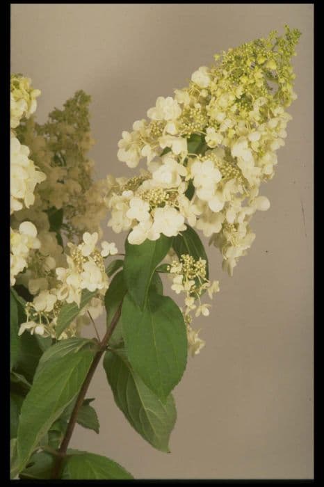 paniculate hydrangea Pink Diamond