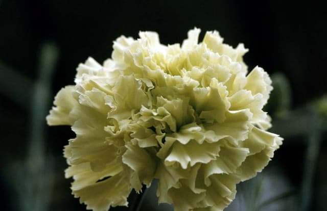 Perpetually flowering carnation 'Prado'