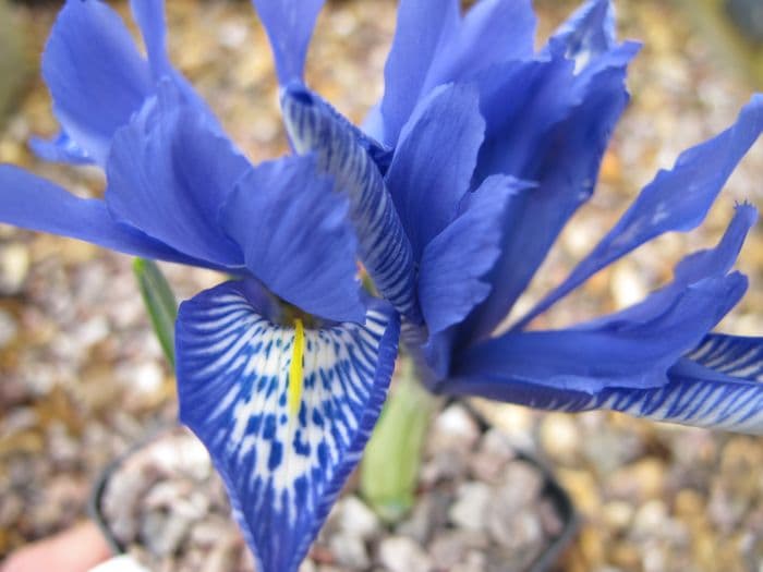 iris 'Lady Beatrix Stanley'