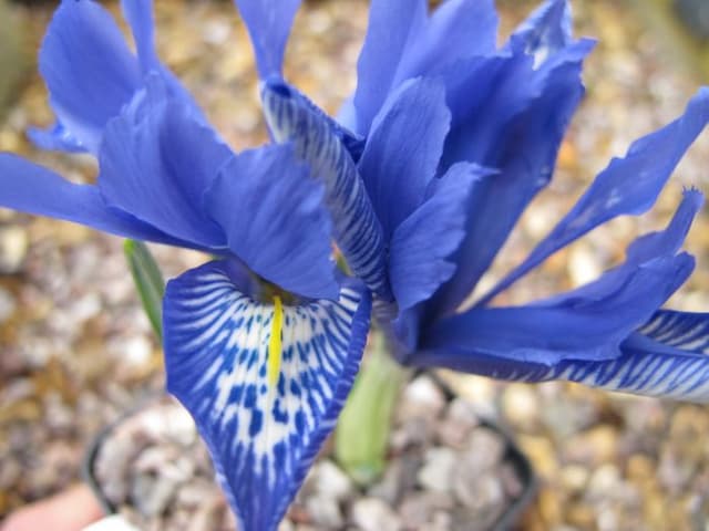 Iris 'Lady Beatrix Stanley'