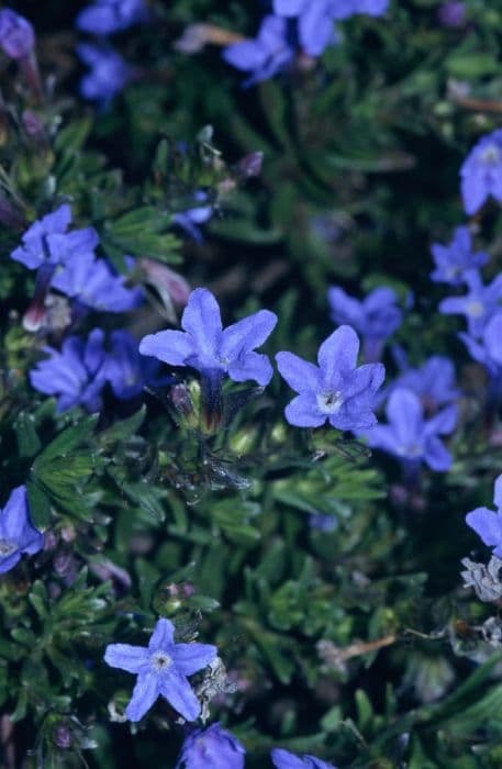 gromwell 'Heavenly Blue'