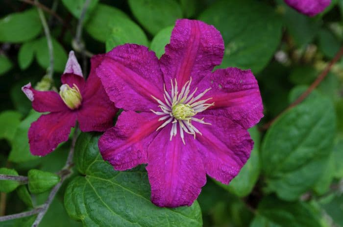 clematis 'Barbara Harrington'