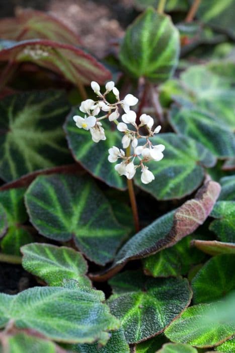 sun-changing begonia