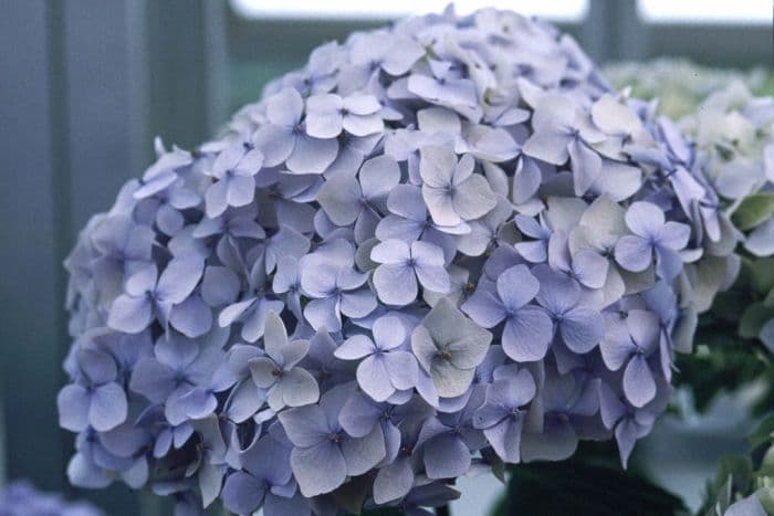 hydrangea 'Générale Vicomtesse de Vibraye'