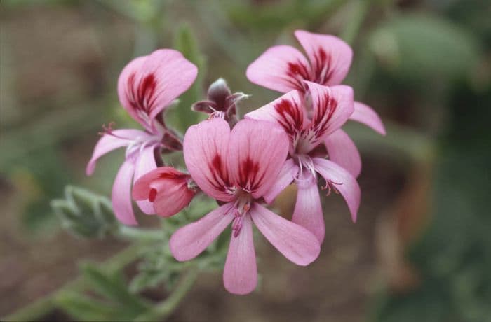 pelargonium 'Roller's Satinique'