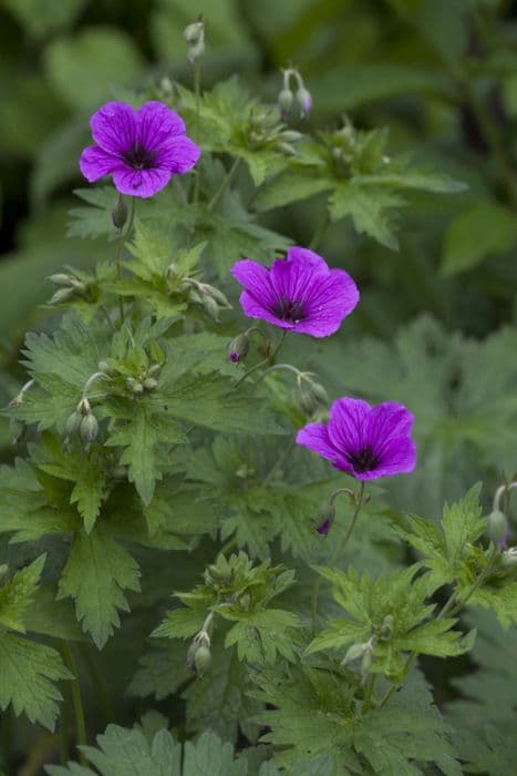 cranesbill 'Ivan'