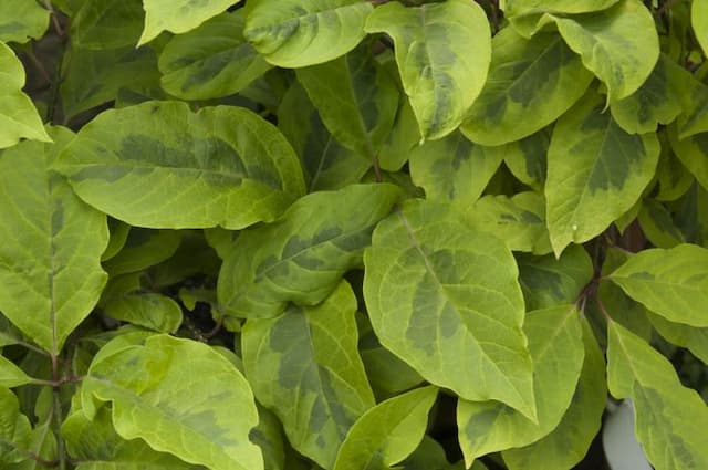 Himalayan lilac 'Variegata'