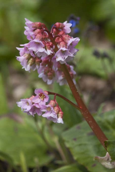 elephant's ears 'Baby Doll'