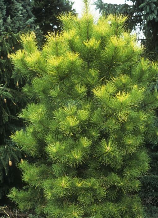 Monterey pine Aurea Group