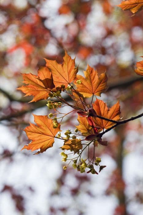 Norway maple 'Goldsworth Purple'