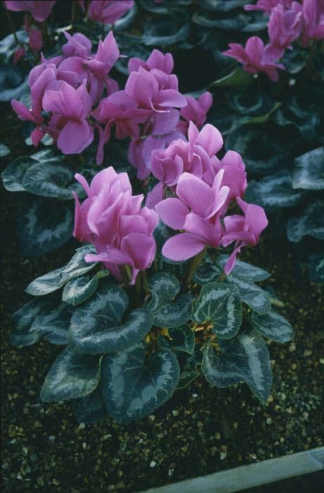 cyclamen 'Sierra Light Purple'