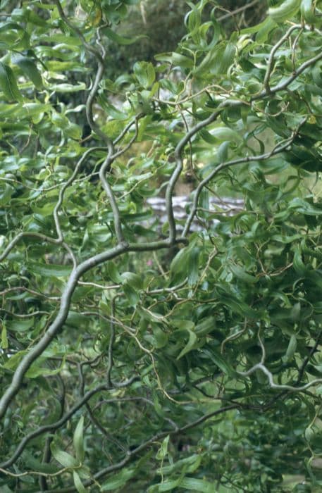 dragon's claw willow