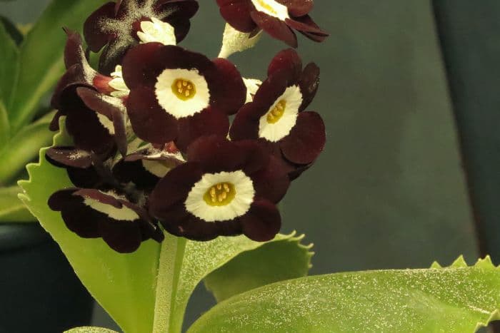 auricula 'Erjon'