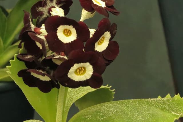 Auricula 'Erjon'