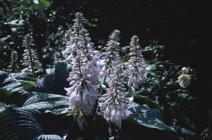 plantain lily 'Blue Angel'