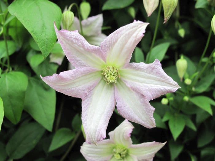 clematis 'Little Nell'