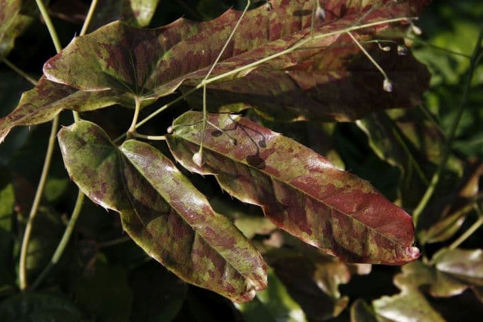 barrenwort 'Caramel'