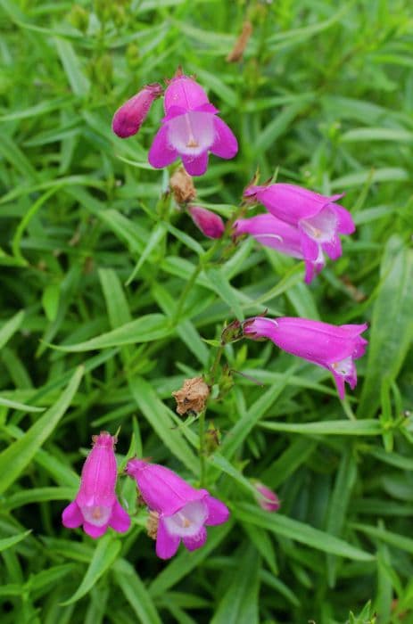 penstemon 'Elgar Light of Life'