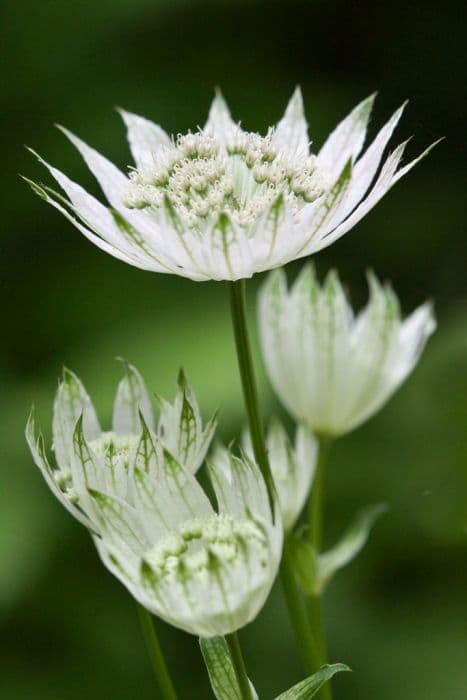 greater masterwort