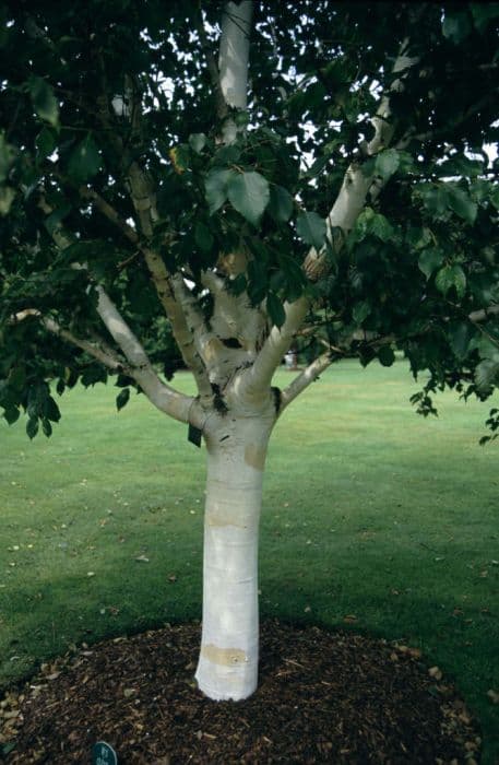 Himalayan birch 'Silver Shadow'