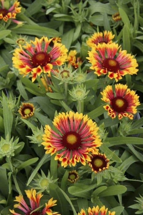 blanketflower 'Fanfare'