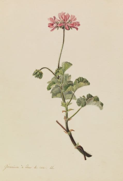 rose-scented geranium