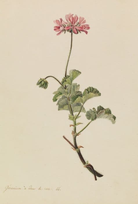 Rose-scented geranium