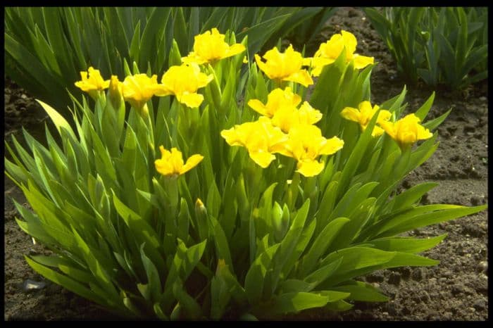 iris 'Mary McIlroy'