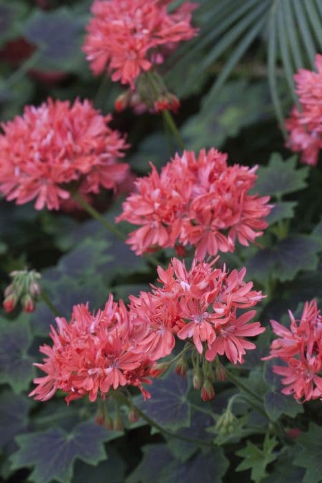 Pelargonium 'Grandad Mac'