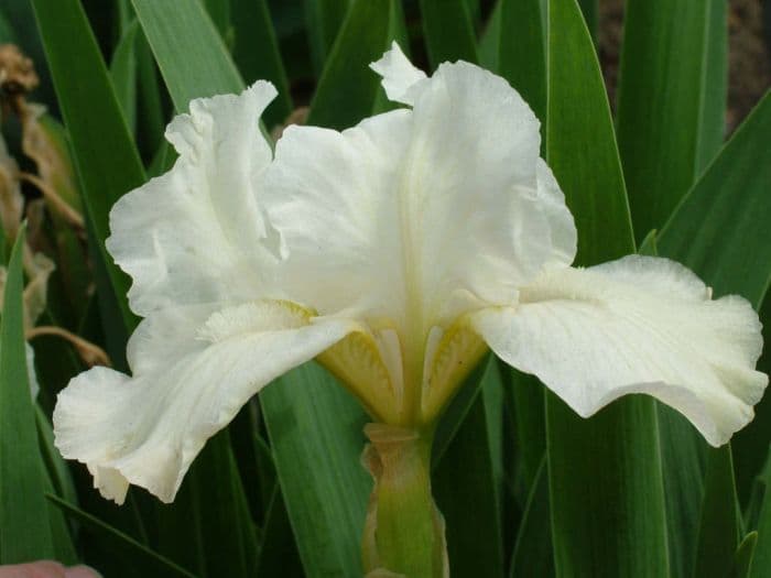 iris 'Pure Allure'