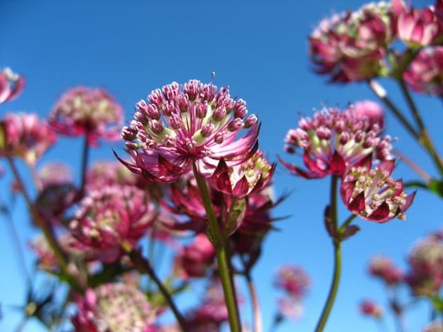 Masterwort 'Rubra'