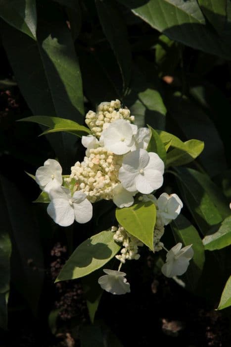 Seemann's hydrangea