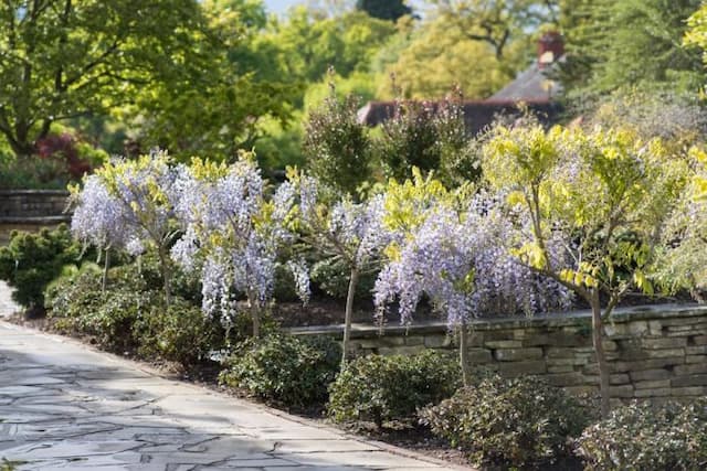 Japanese wisteria 'Domino'