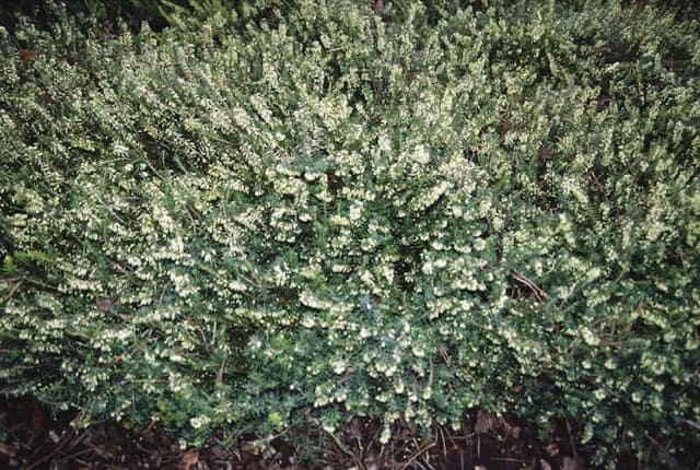 Heather 'Isabell'