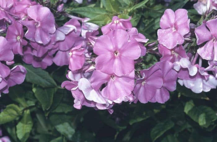 perennial phlox 'Eventide'