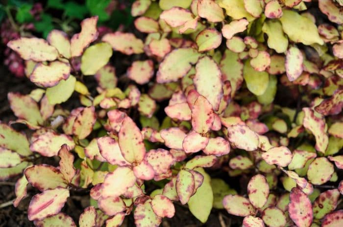 pepper tree 'Red Leopard'