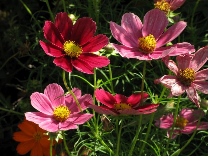 cosmea 'Antiquity'