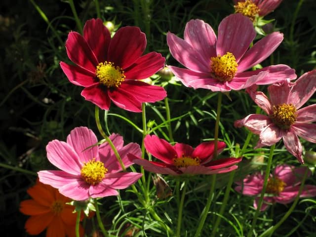 Cosmea 'Antiquity'