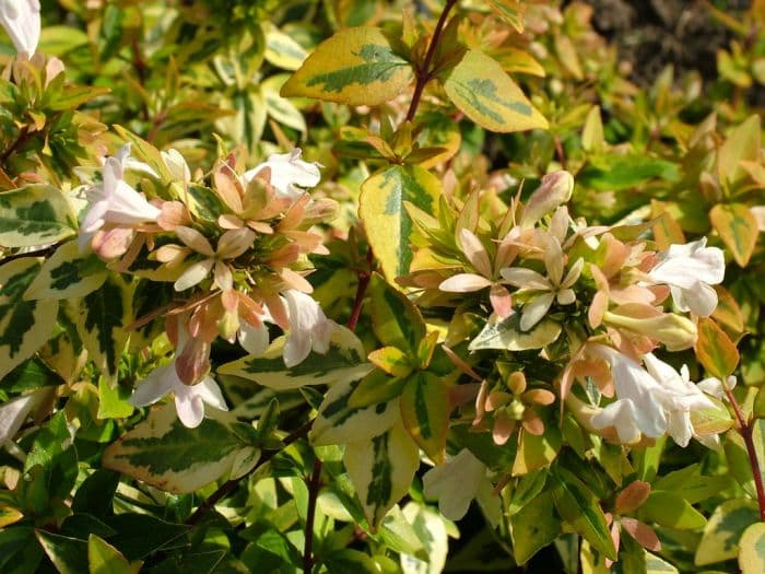 abelia 'Kaleidoscope'