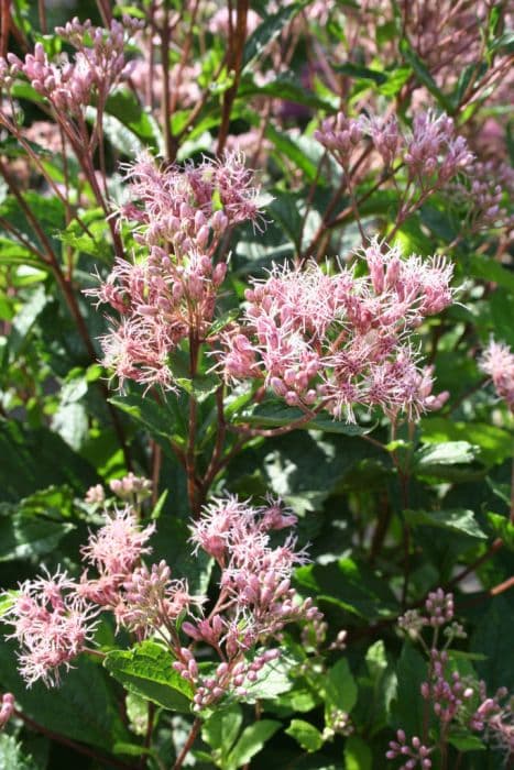 eupatorium 'Phantom'