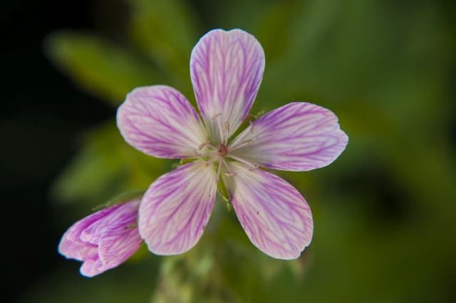 Geranium 'Melinda'