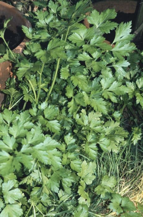 flat-leaved parsley