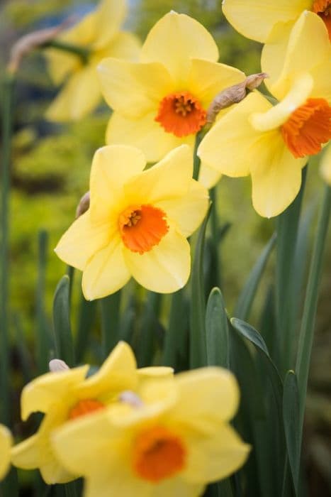 Daffodil 'Pipe Major'